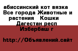 абиссинский кот вязка - Все города Животные и растения » Кошки   . Дагестан респ.,Избербаш г.